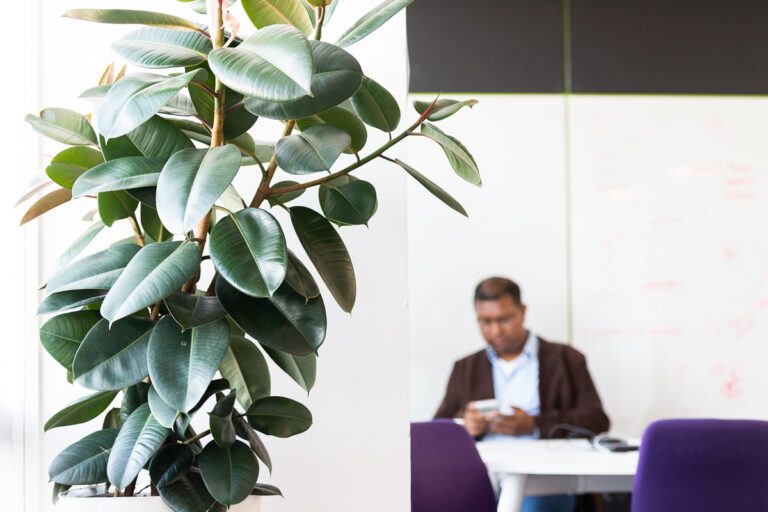 A photo of a green plant in the foreground and a man sitting at a table on his phone in the background